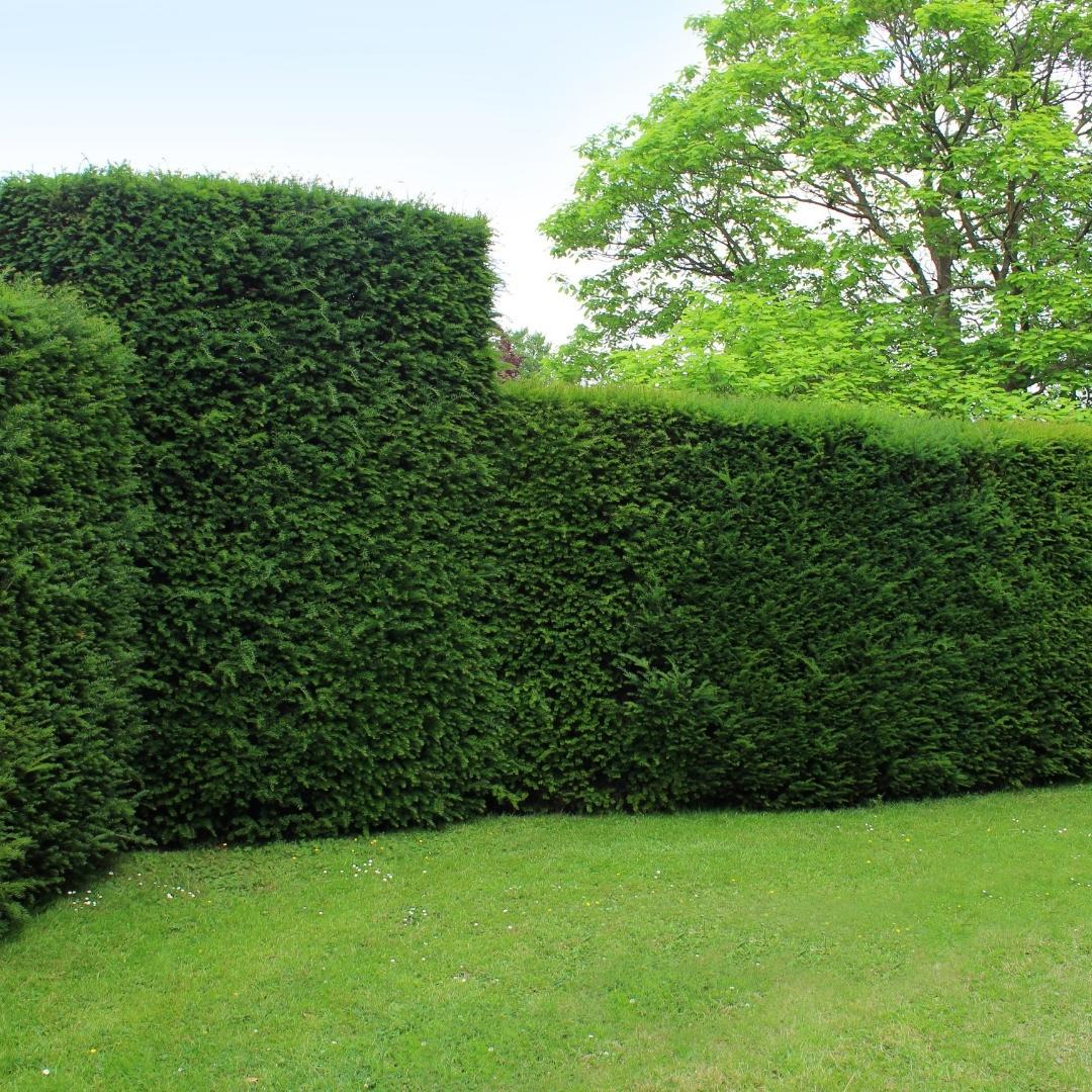 Große Eiben für eine 10 Meter hohe Hecke | - 12L - 25 x | ↨ 80-100 cm