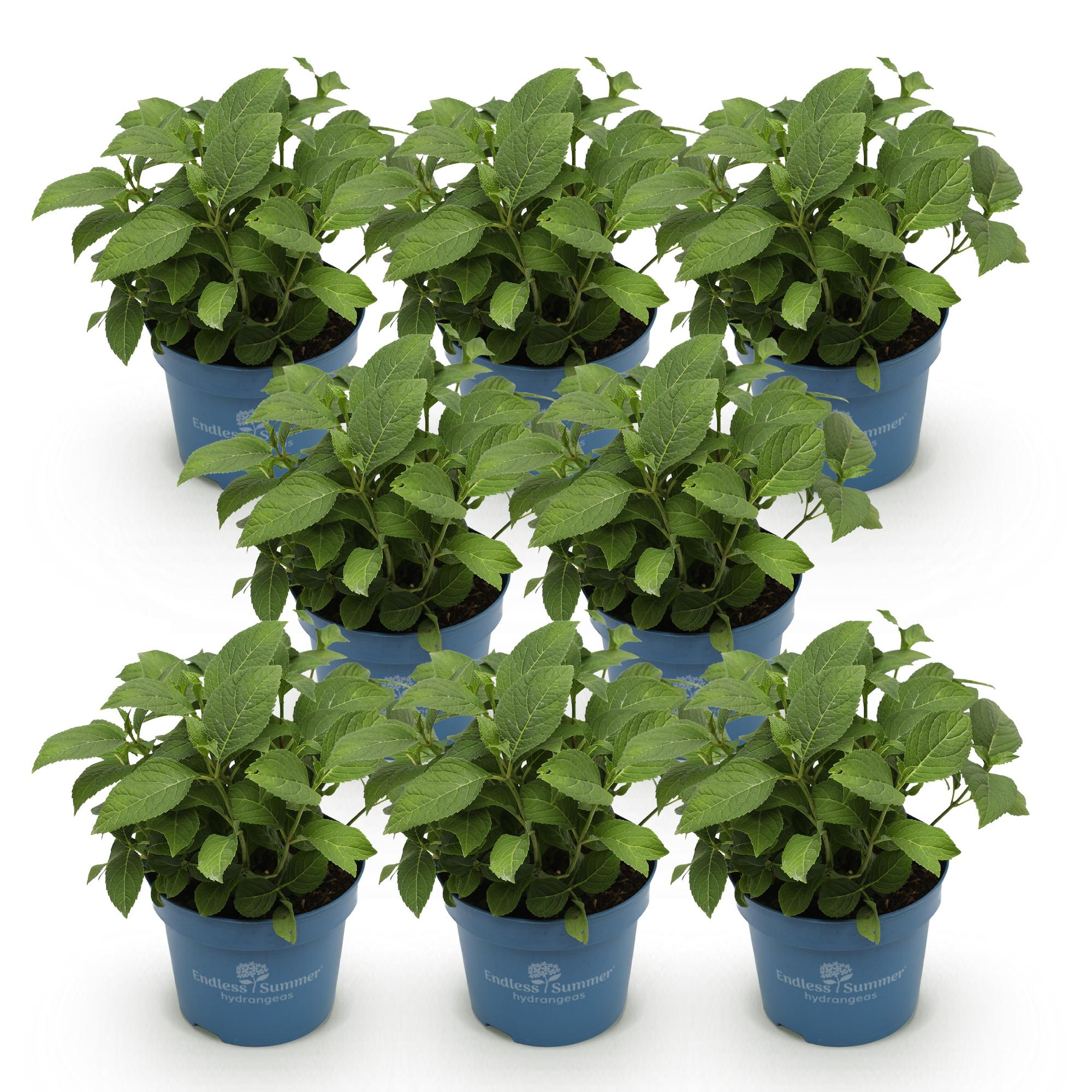 Hydrangea Endles Summer The Orginal Blue - Hortensia - Winterhard - Blauw - 8 Planten - Pot 14cm - Hoogte 20-25cm