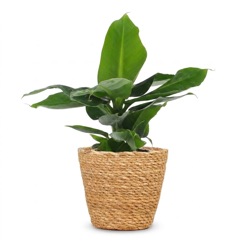 Musa Oriental Dwarf - Dwergbanaan - met Mand - Pot 12cm - Hoogte 30cm