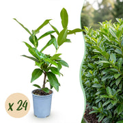 Prunus laur. Novita - 24x Laurierkers - Haagplanten - Groenblijvend - Groen - Pot 9cm - Hoogte 25-35cm