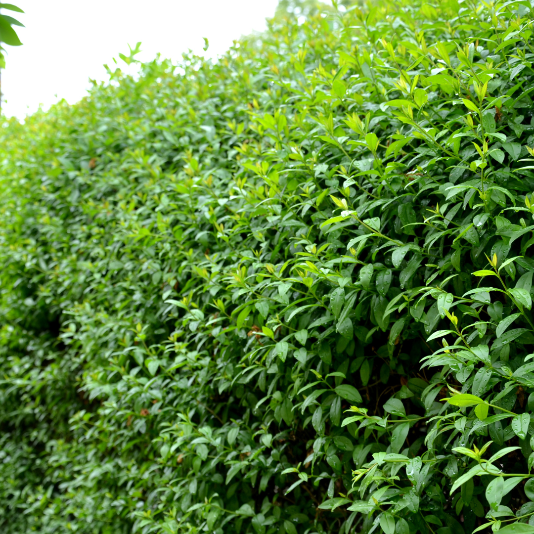 Ligustrum Ovalifolium ↕ 80-100 - Ø 19cm - 50x | Mini Pallet