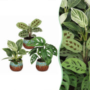 Baby Plants Surprise Box 3x - Verrassingsbox kleine planten - Diversen - Tropisch - incl. Copper Reef - Ø6cm - ↕5-15cm