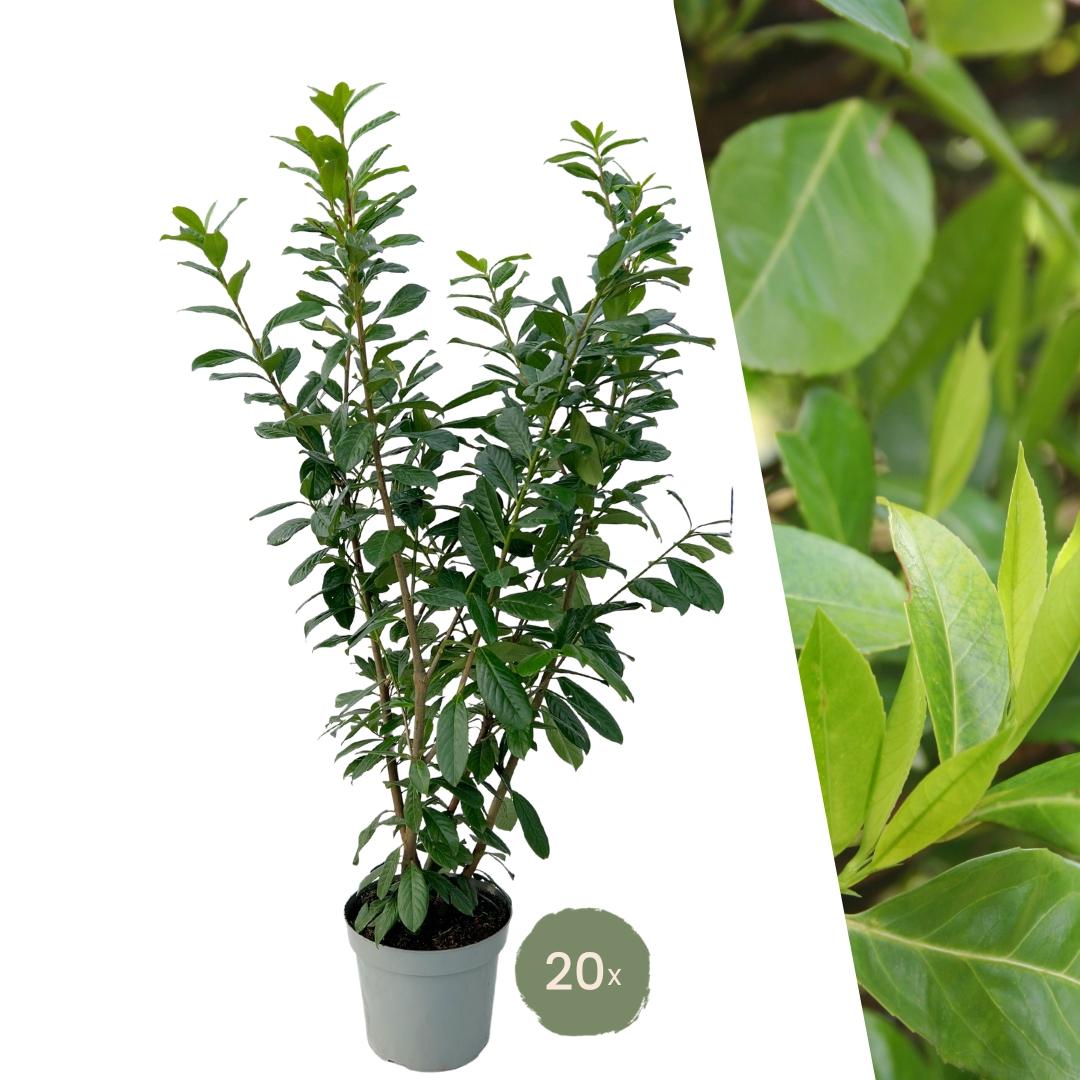 Große Kirschlorbeerpflanzen Novita für 10 laufende Meter Hecke | - 15L - 20x | ↨ 125-150 cm