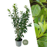 Große Kirschlorbeerpflanzen Novita für 10 laufende Meter Hecke | - 15L - 20x | ↨ 125-150 cm