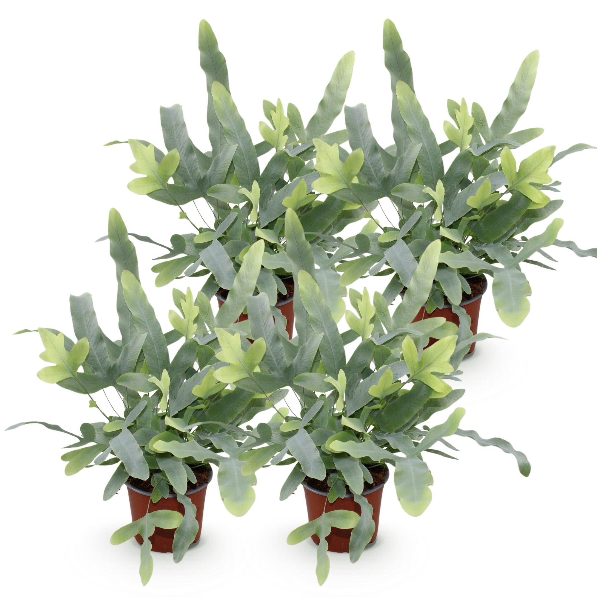 Phlebodium aureum Blue Star - Blauwe Varen - Huisdiervriendelijk - Blauw - 4 Planten - Pot 12cm - Hoogte 25-30cm