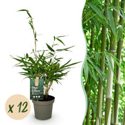Bamboe - Fargesia robusta Pingwu - Bladhoudend - Niet Woekerend - Groen - 12 Planten - Pot 14cm - Hoogte 35cm
