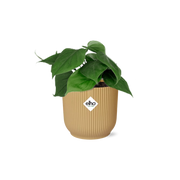 Philodendron Scandens in ELHO Vibes Fold 14cm geel