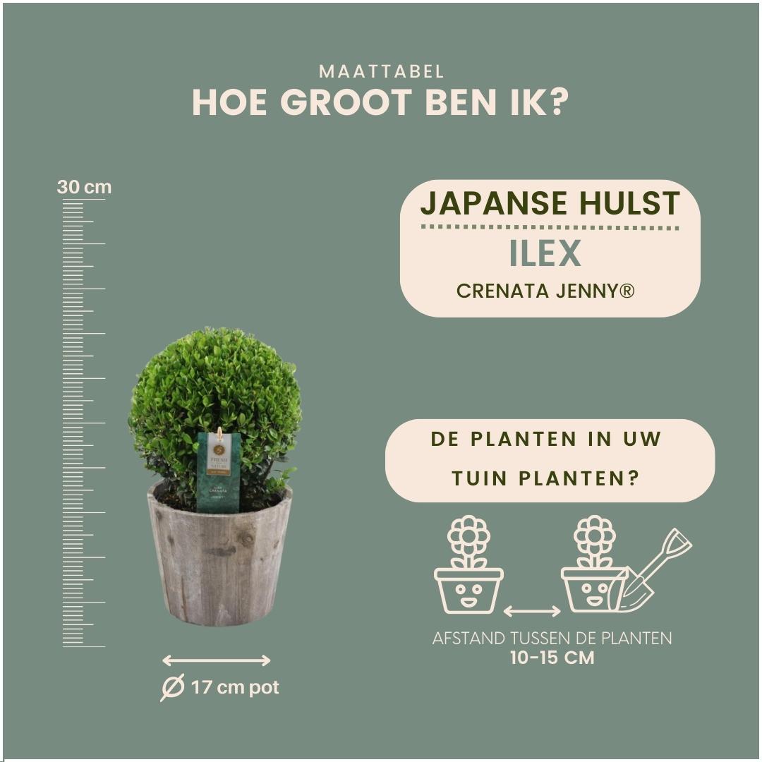 2x Ilex crenata 'Jenny' Kugelblumen im Holztopf | 2er-Set | 20 cm Ø Durchmesser