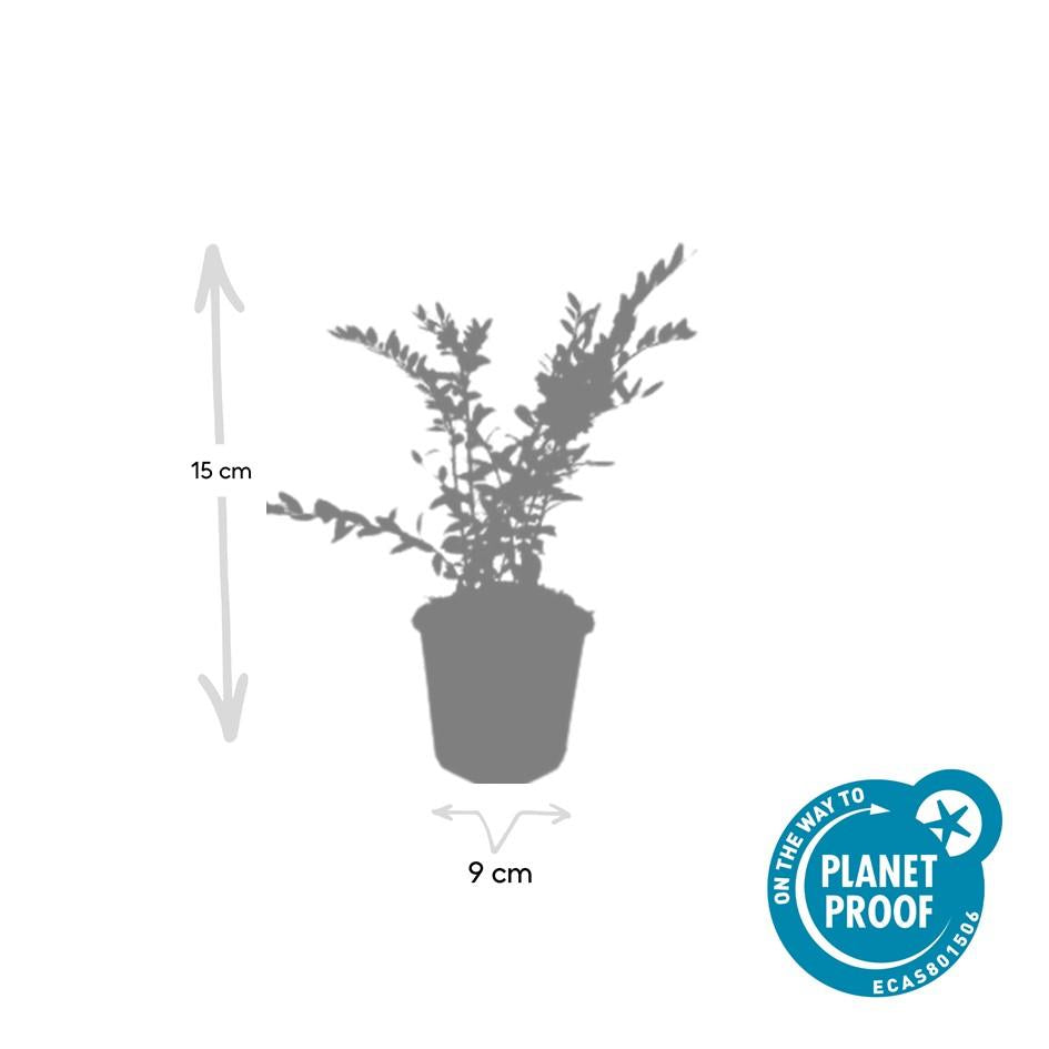 24x Lonicera pileata 'Purple Pearl' - ↕10-25cm - Ø9cm