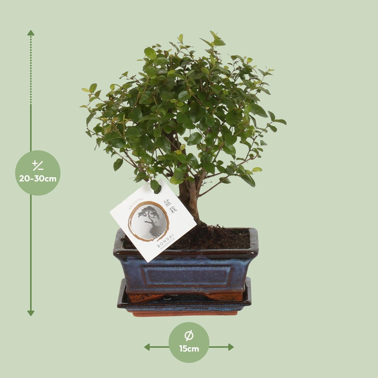 Bonsai 'Sageretia' - Kugelform - Ø15cm - ↕30cm