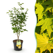 Acer palmatum Jordan - Japanse Esdoorn - Bladverliezend - Geel - 1 - Pot 26cm - Hoogte 90cm