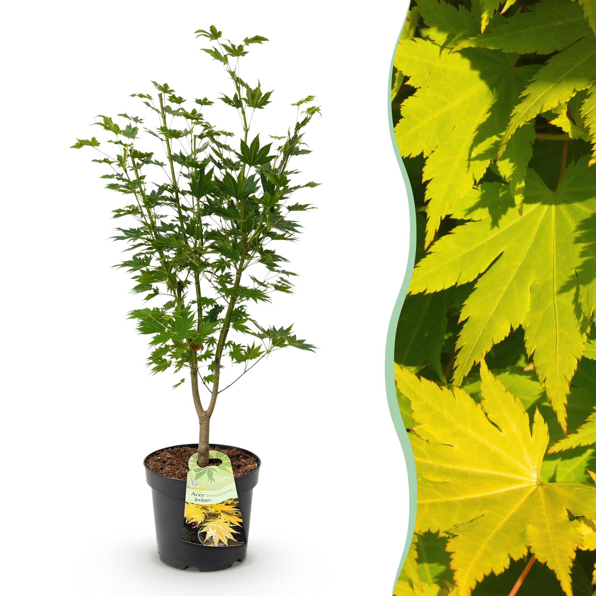Acer palmatum Jordan - Japanse Esdoorn - Bladverliezend - Geel - 1 - Pot 26cm - Hoogte 90cm