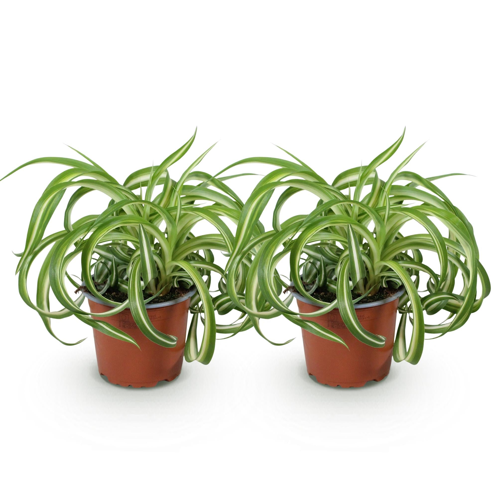 Chlorophytum comosum Bonnie - Krullende Graslelie - Huisdiervriendelijk - Bont - 2 Planten - Pot 12cm - Hoogte 20-25cm