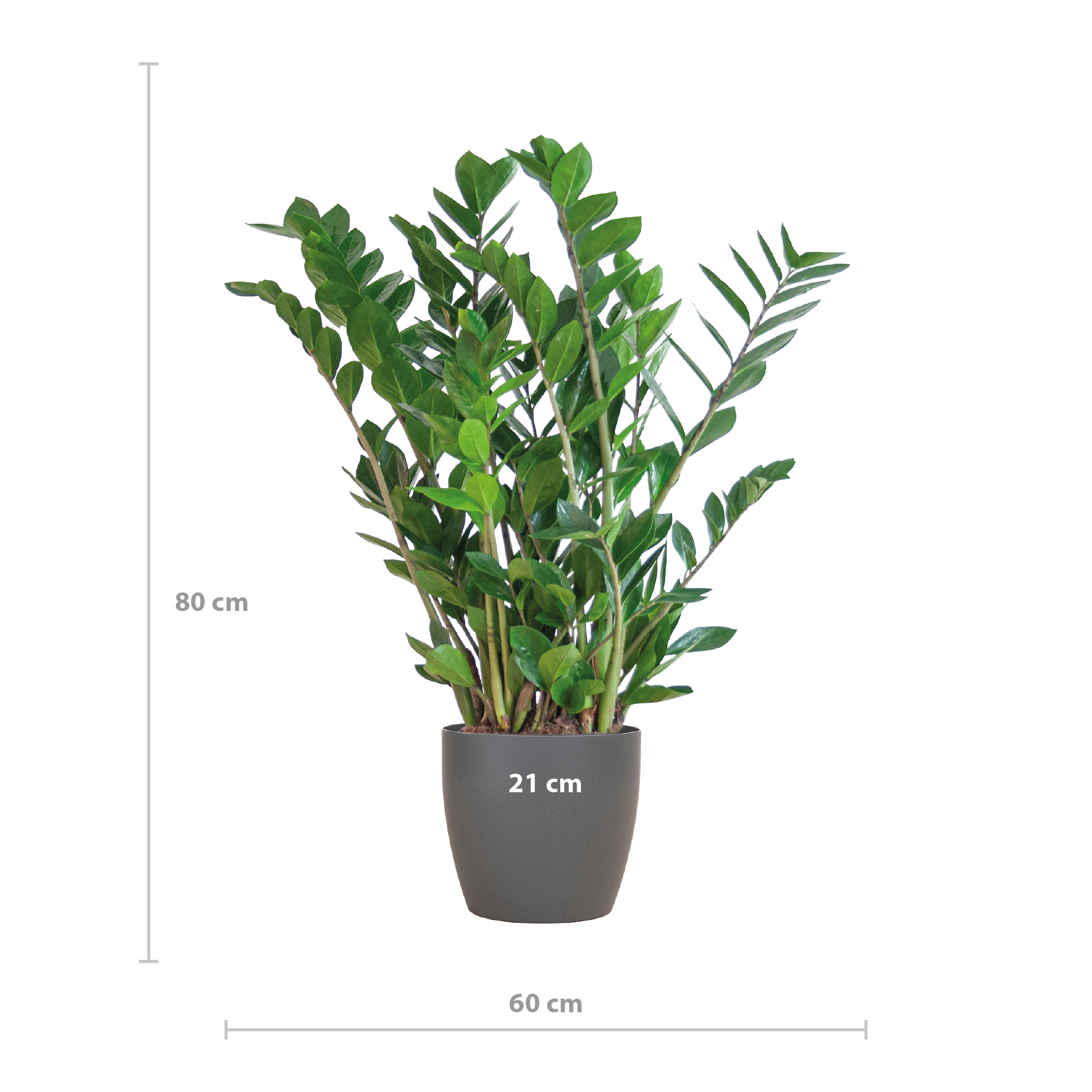 Zamioculcas Zamiifolia ZZ Plant - met Viber grijs - 80cm - Ø21