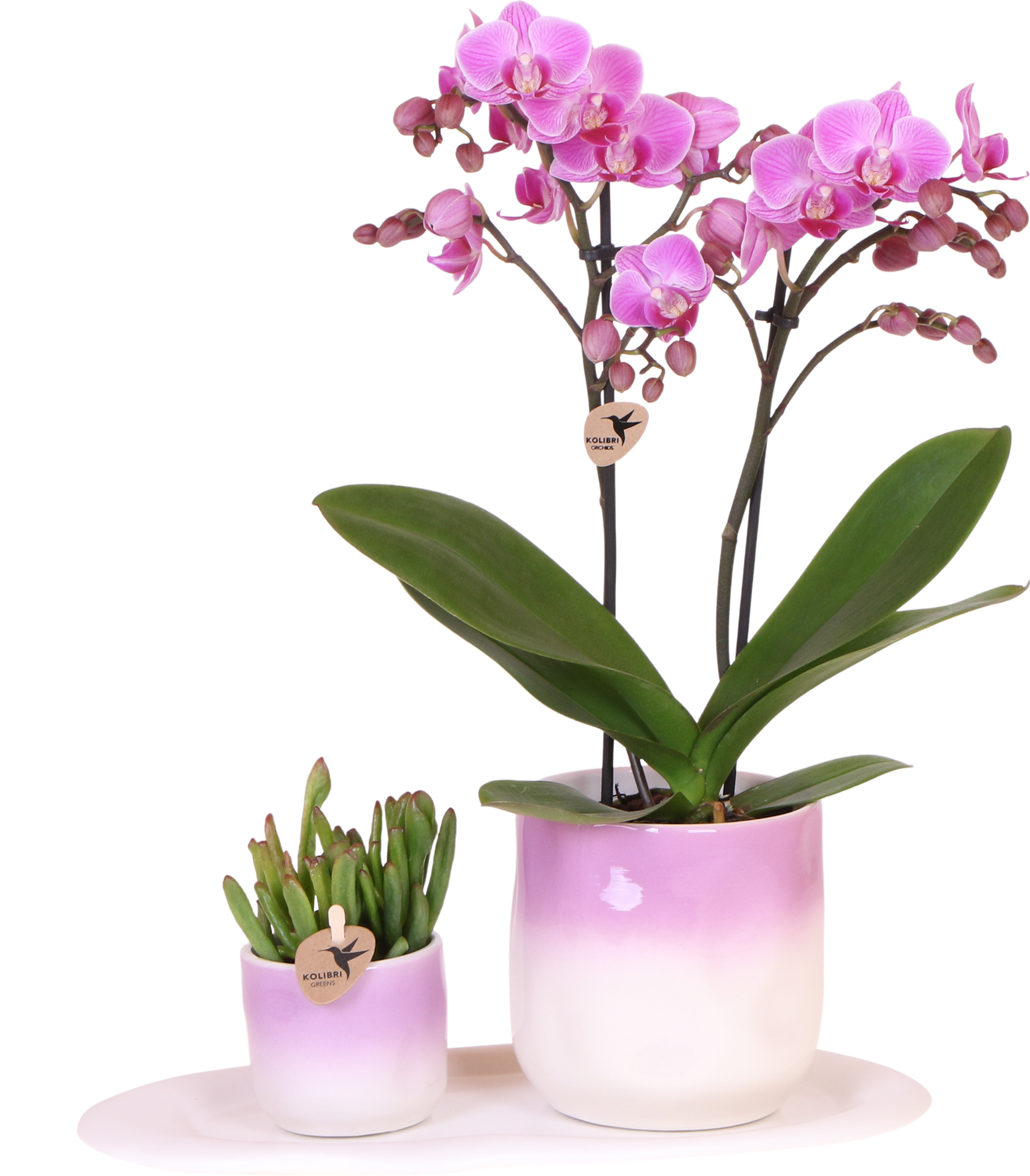 Kolibri Company | Plantenset Valentijn 'Gradience Pink' | Paarse Phalaenopsis Orchidee Vienna en Succulent incl. keramieken sierpotten