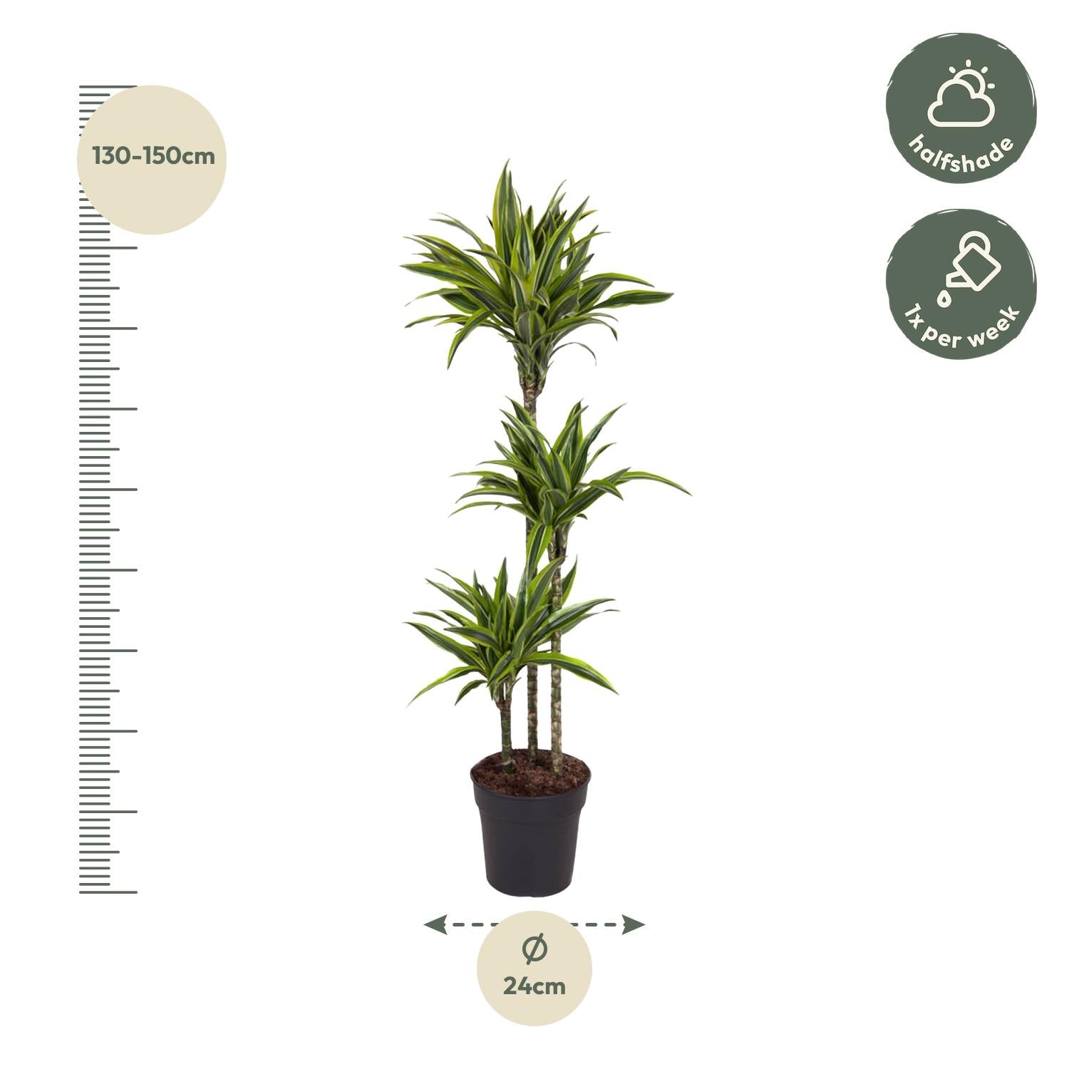 Dracaena Zitronenlimette - 130 cm - ø24