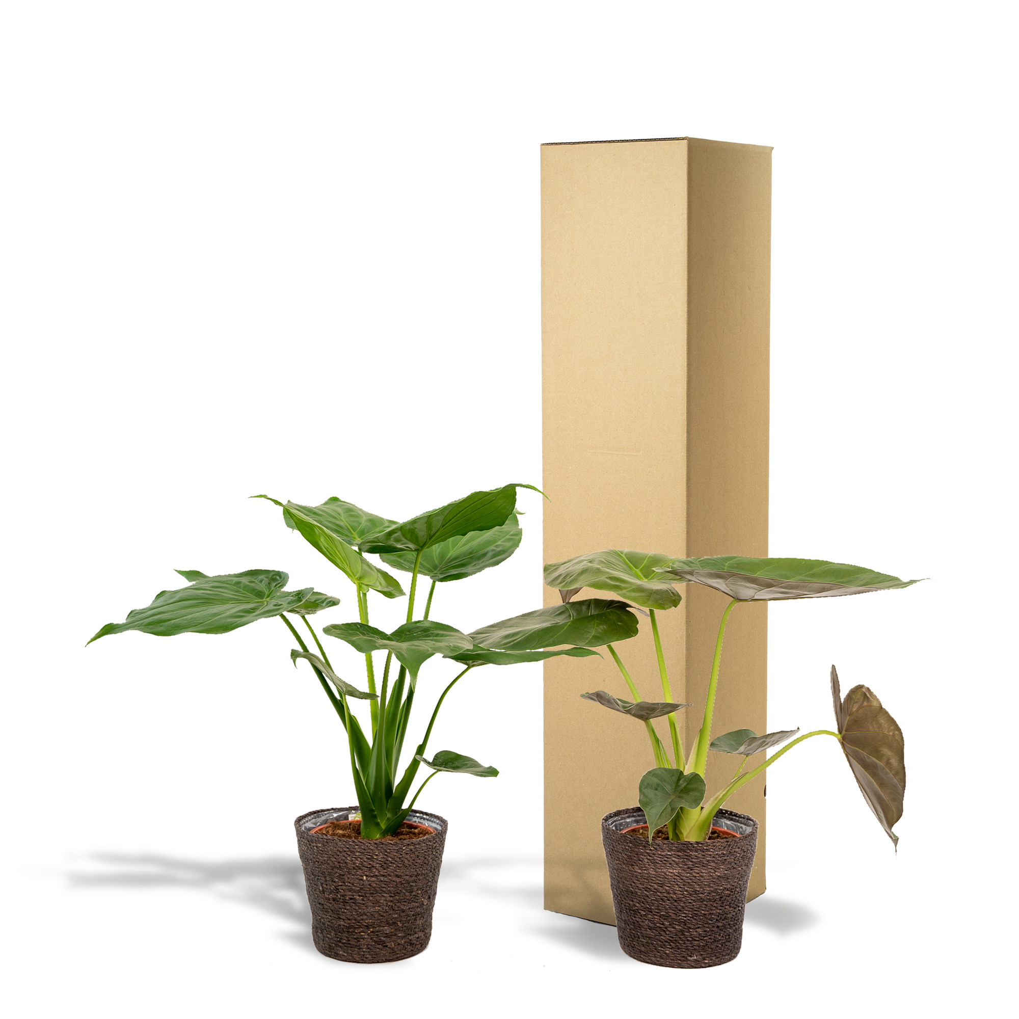 Alocasia Cucullata - Ø19cm - ↕60cm + Alocasia Wentii - Ø19cm - ↕60cm + Basket Igmar