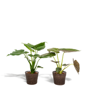 Alocasia Cucullata - Ø19cm - ↕60cm + Alocasia Wentii - Ø19cm - ↕60cm + Basket Igmar