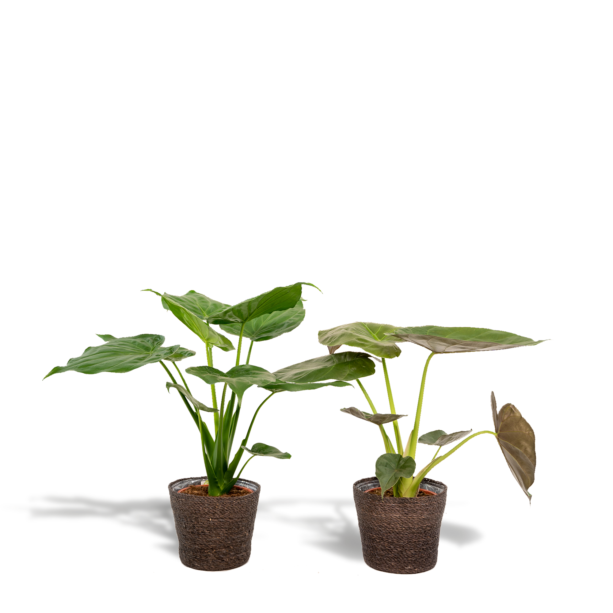 Alocasia Cucullata - Ø19cm - ↕60cm + Alocasia Wentii - Ø19cm - ↕60cm + Basket Igmar