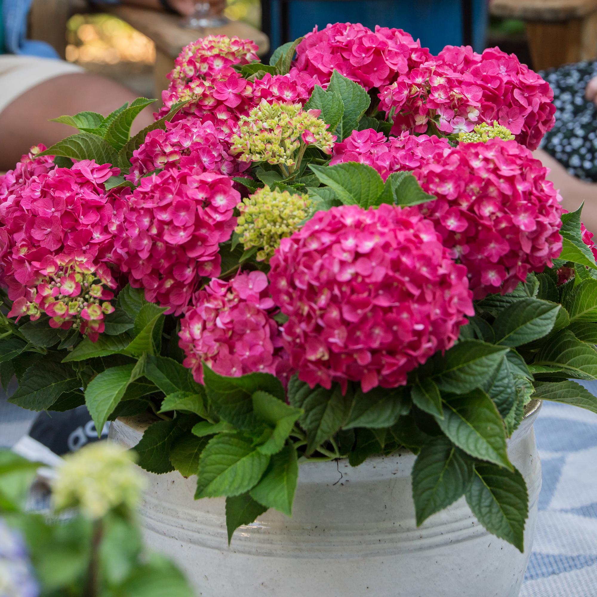 Hydrangea Endles Summer Summer Love Red - Hortensia - Winterhard - Rood - 2 Planten - Pot 14cm - Hoogte 20-25cm