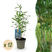 Bamboe - Fargesia Blue Dragon - Bladhoudend - Niet Woekerend - Groen - 12 Planten - Pot 14cm - Hoogte 35cm