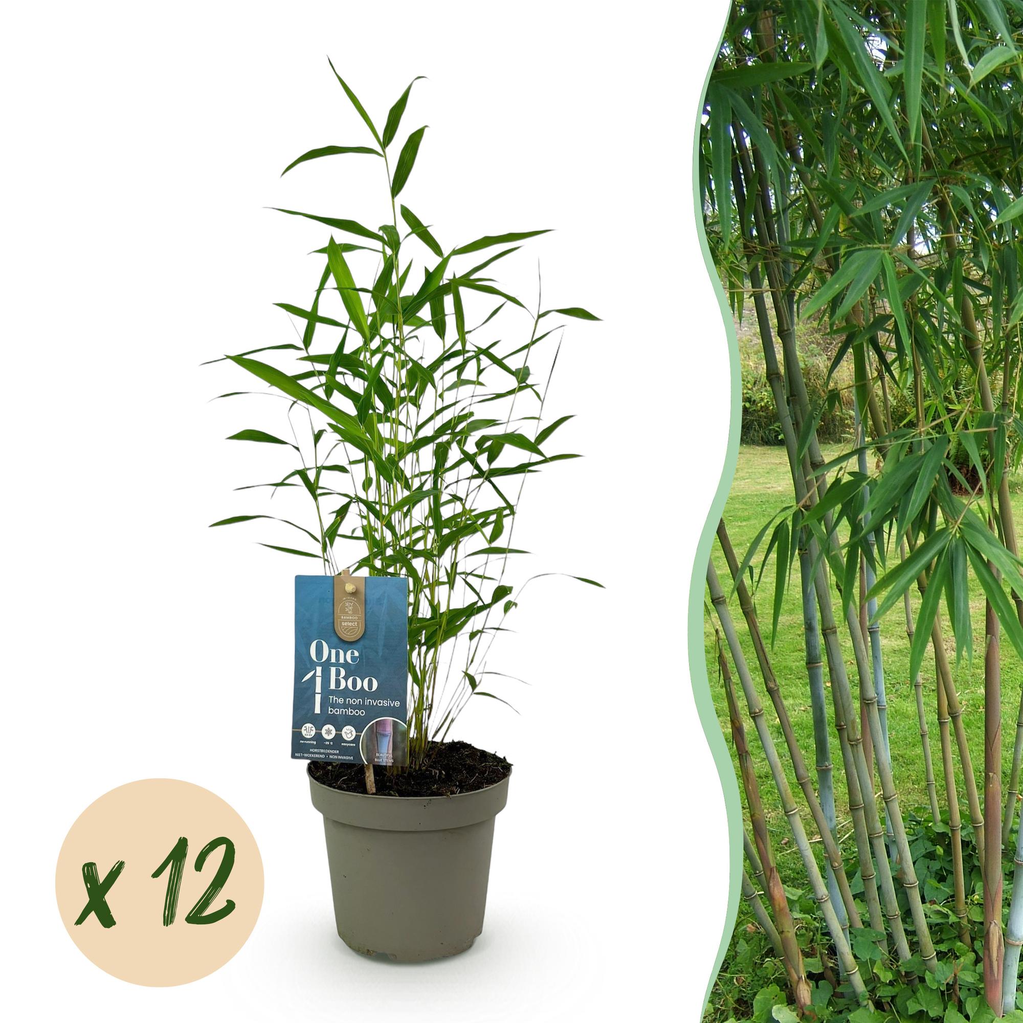 Bamboe - Fargesia Blue Dragon - Bladhoudend - Niet Woekerend - Groen - 12 Planten - Pot 14cm - Hoogte 35cm