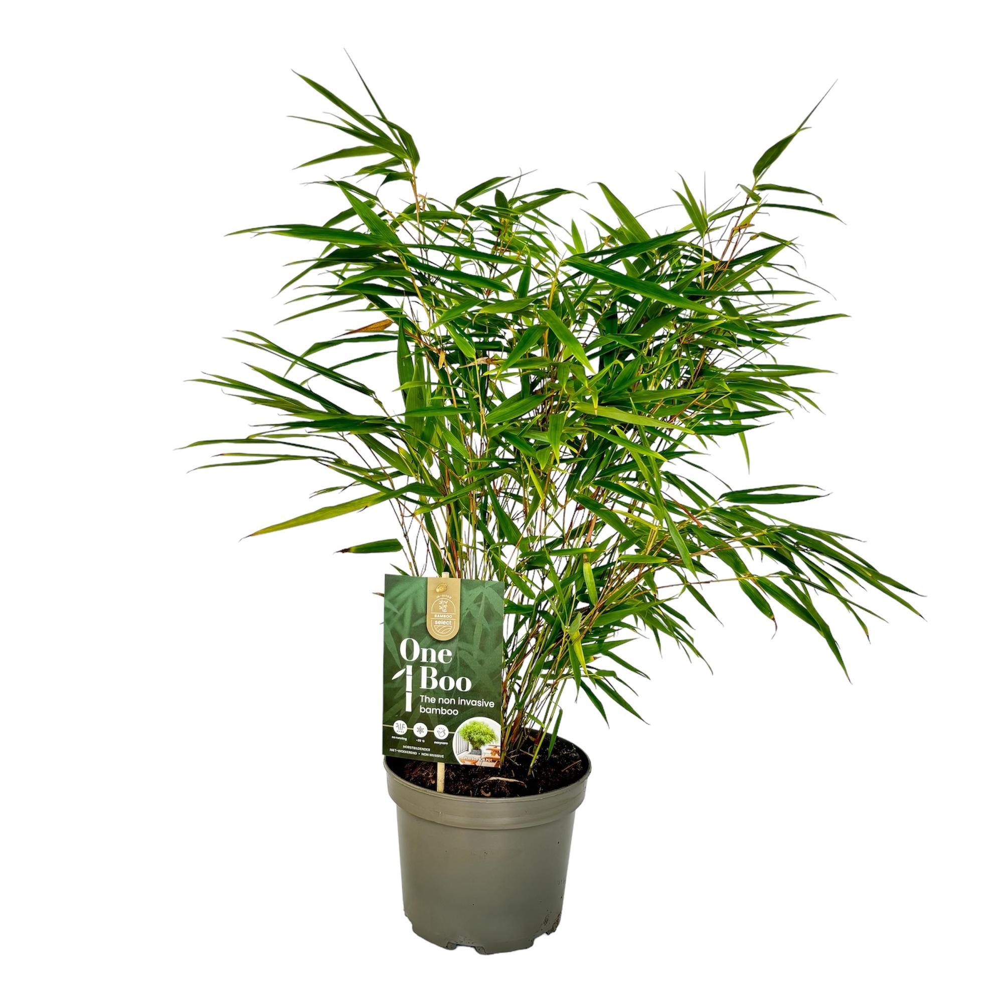 Fargesia Rufa - Niet Woekerende Bamboe - Bladhoudend - Groen - 1 Plant - Pot 17 cm - Hoogte 60 cm