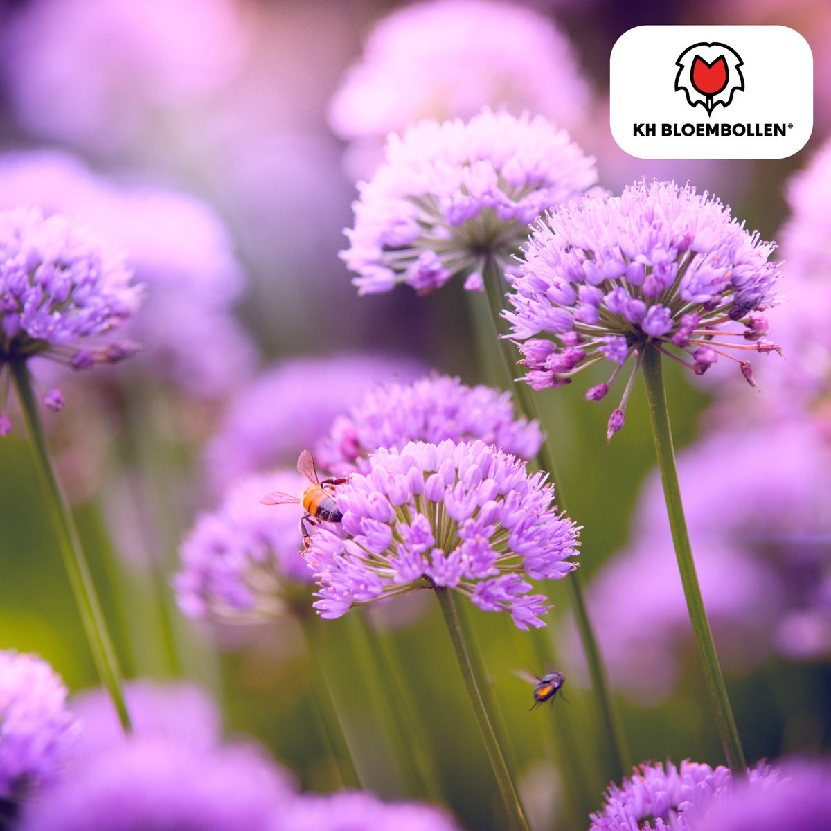 Allium carolinianum 15 pezzi