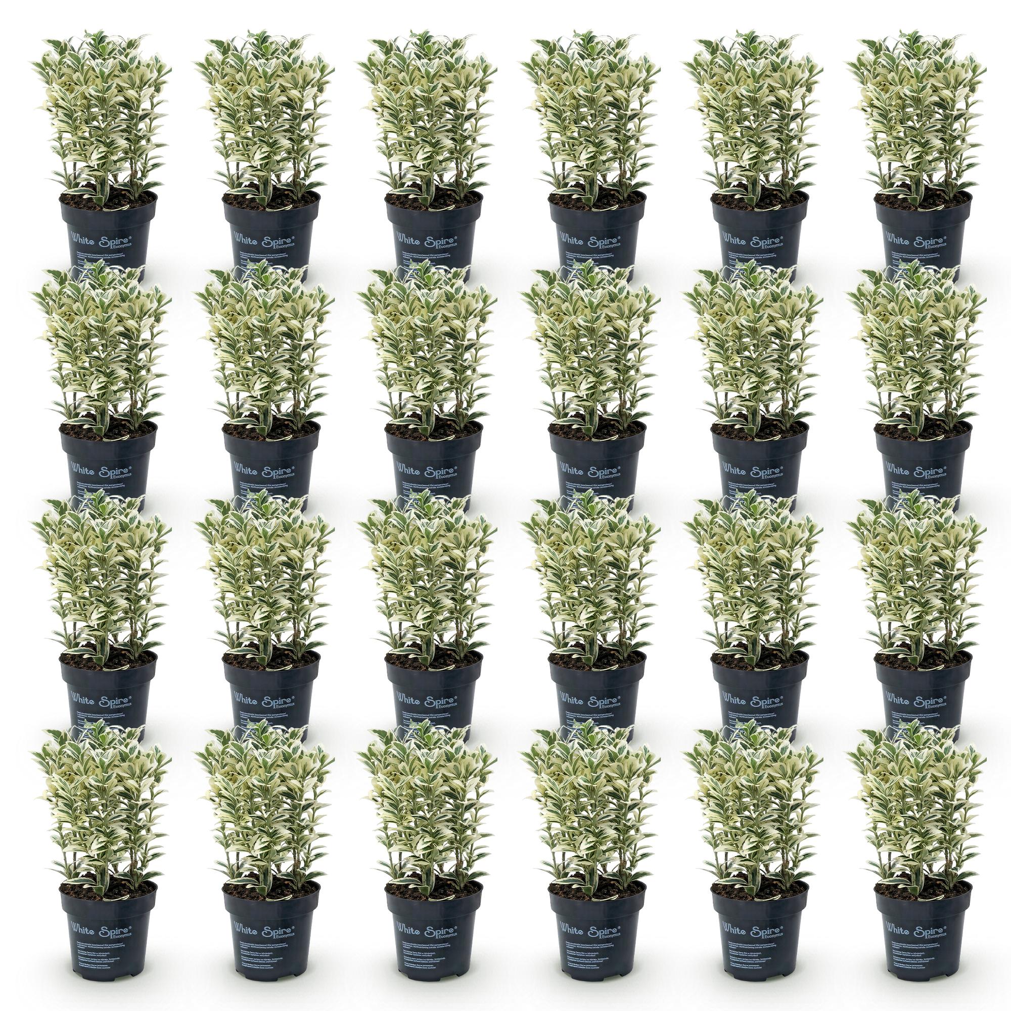 Euonymus japonicus White Spire - Kardinaalsmuts 24x - Haagplanten - Groenblijvend - Wit - Groen - Pot 9cm - Hoogte 20-30cm