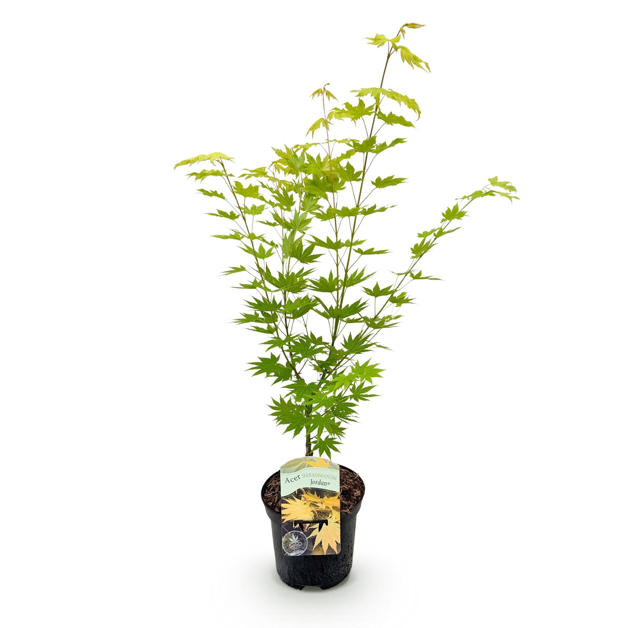 Green boutiQ - Pianta da patio - Acero giapponese - Acer palmatum Jordan - Giallo - 1 pianta - Decidua - Vaso 19 cm Altezza 70 cm