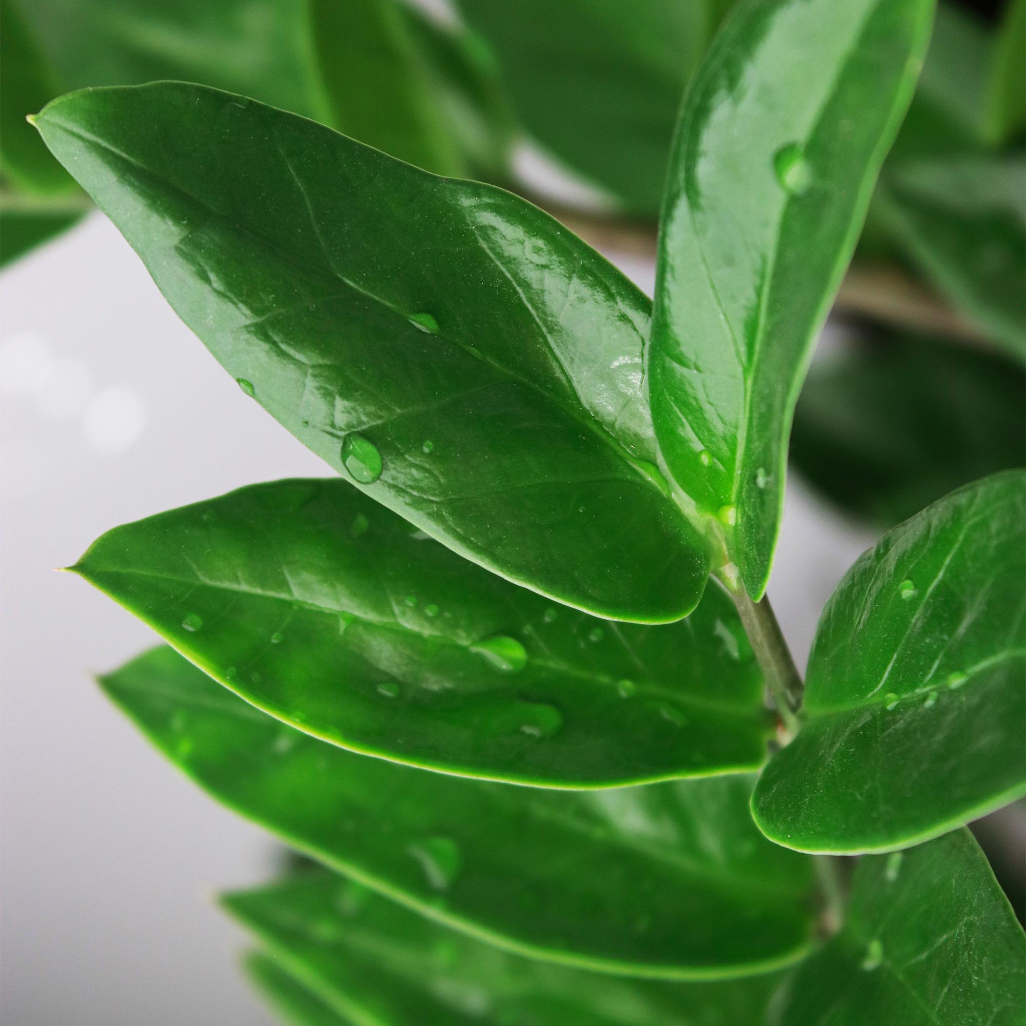 Zamioculcas - ZZ-plant - Pot 17cm - Hoogte 65-75cm - 2x