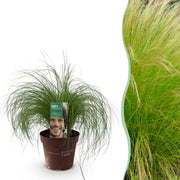 Stipa tenuifolia Pony Tails - Groen - 1 Plant - Groenblijvend - Winterhard - Pot 17cm Hoogte 50cm