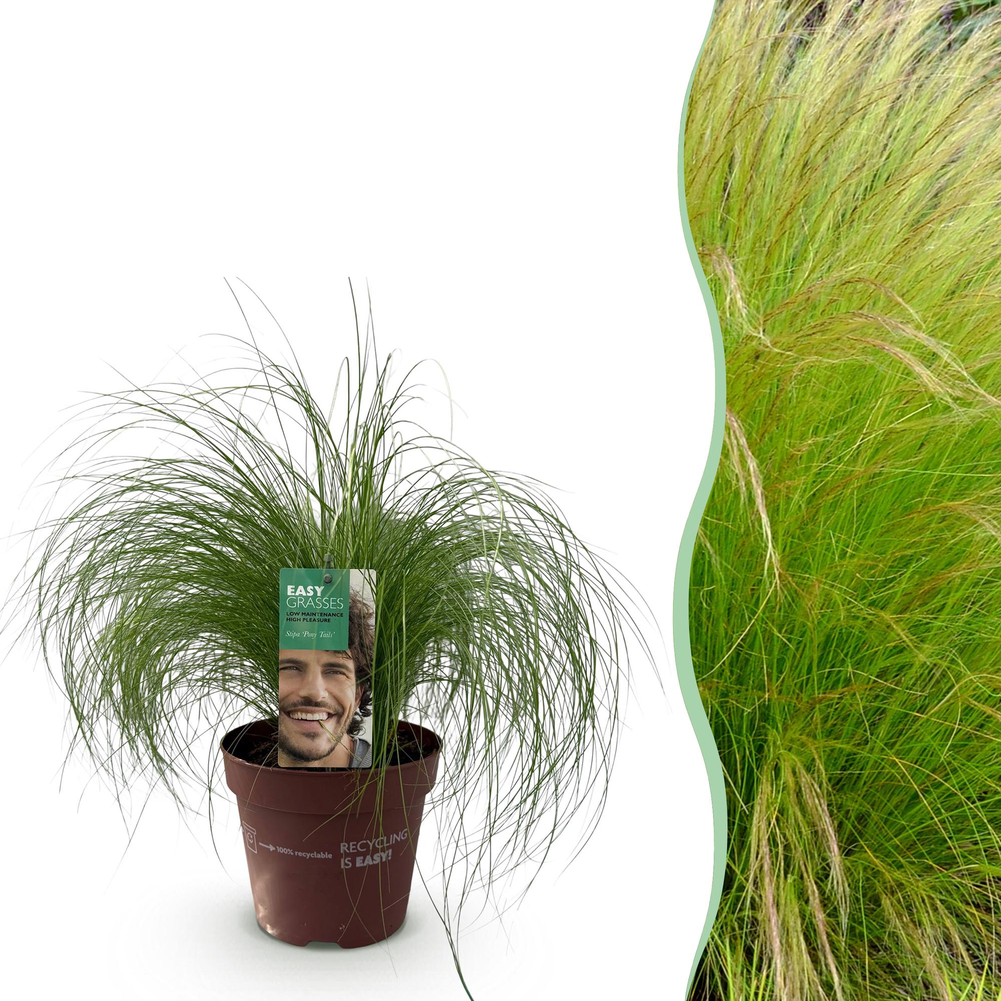 Stipa tenuifolia Pony Tails - Groen - 1 Plant - Groenblijvend - Winterhard - Pot 17cm Hoogte 50cm