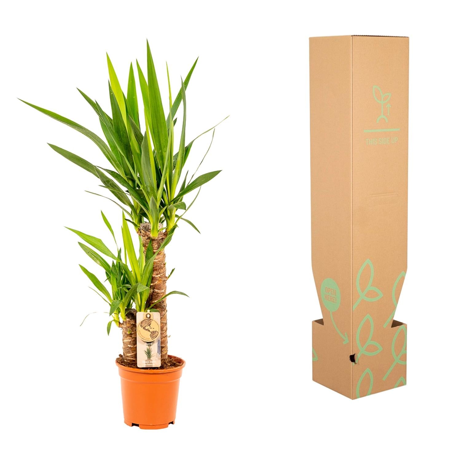 Yucca - Ø17cm - ↕90cm