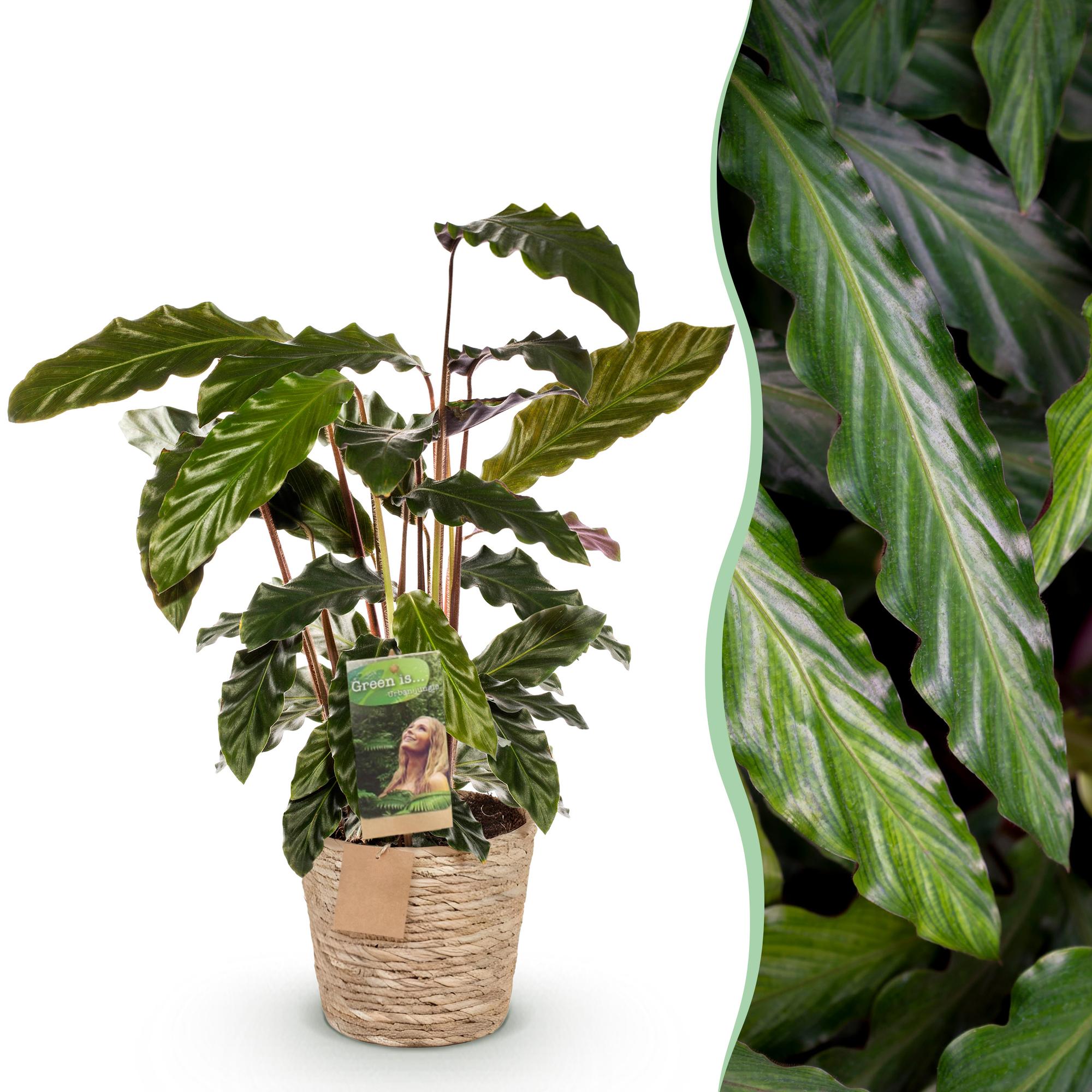 Calathea Rufibarba - met mand - Pot 17cm - Hoogte 55-60cm