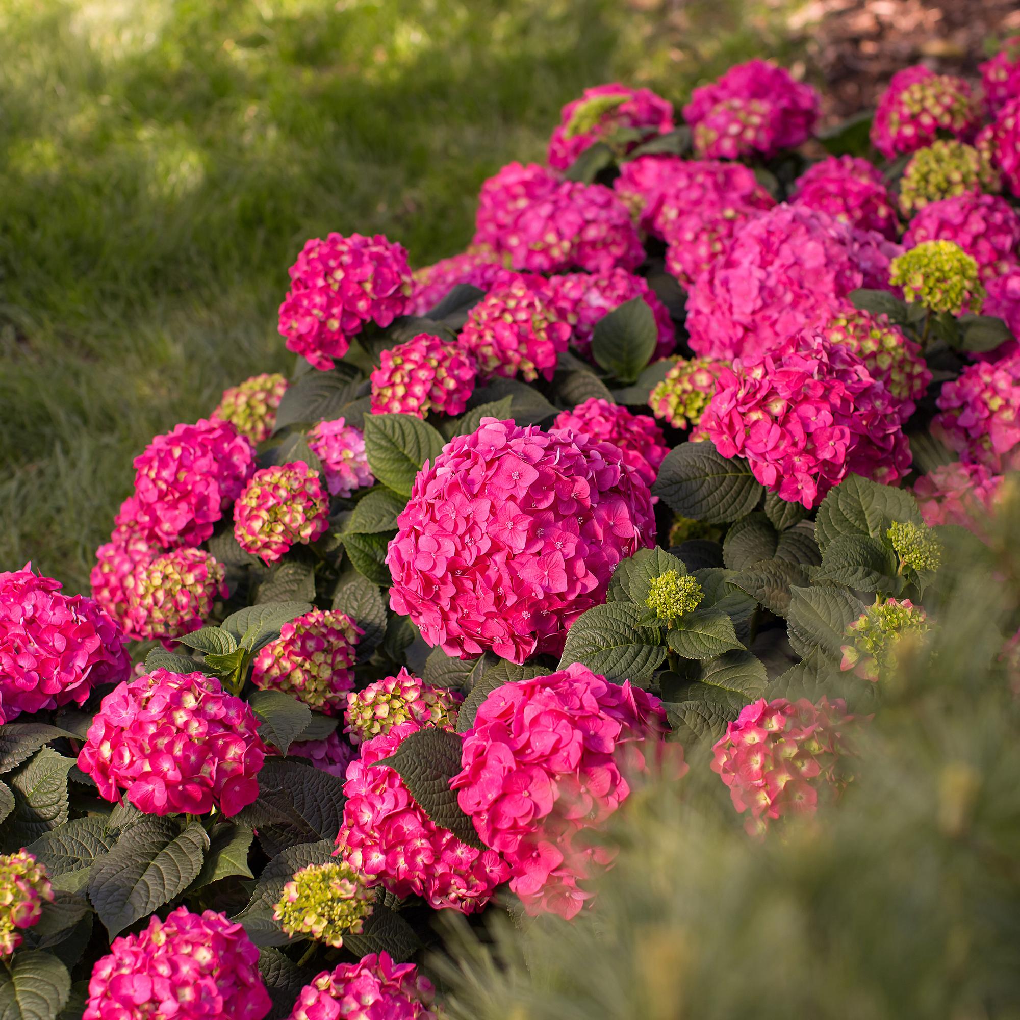Hydrangea Endles Summer Summer Love Red - Hortensia - Winterhard - Rood - 8 Planten - Pot 14cm - Hoogte 20-25cm