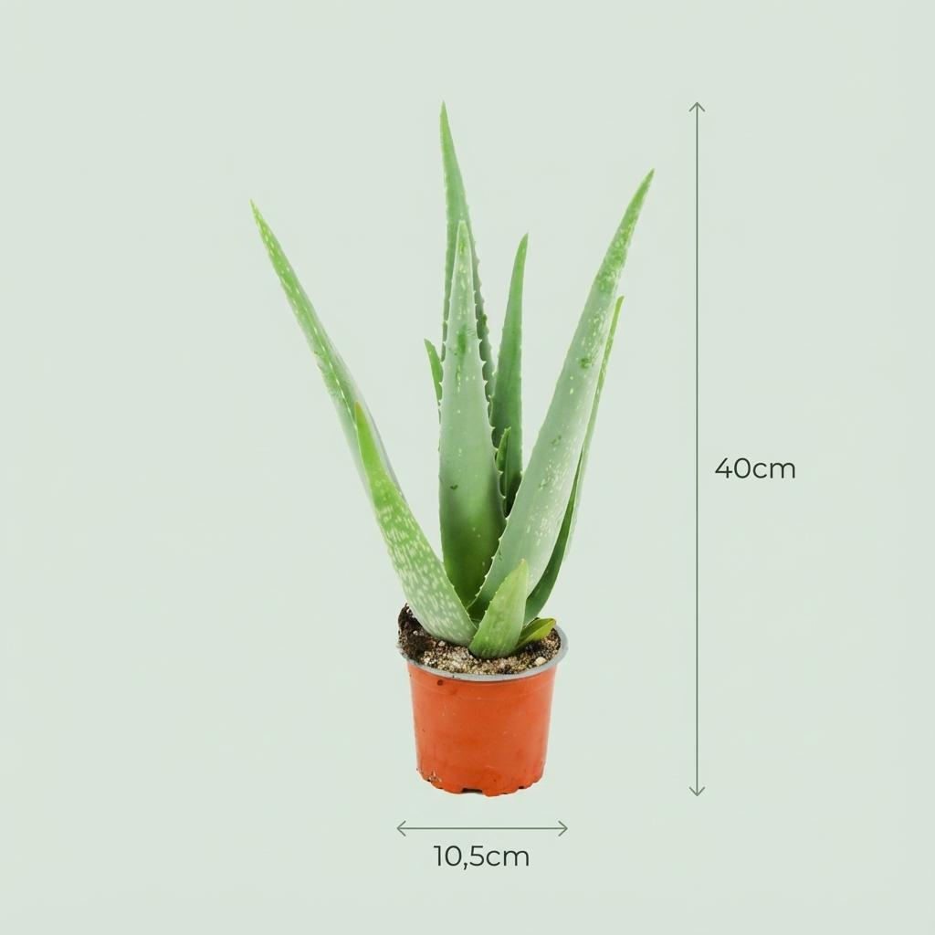 Aloë Vera - 4 Stuks - Ø 10,5 cm - Hoogte: 35 - 40cm