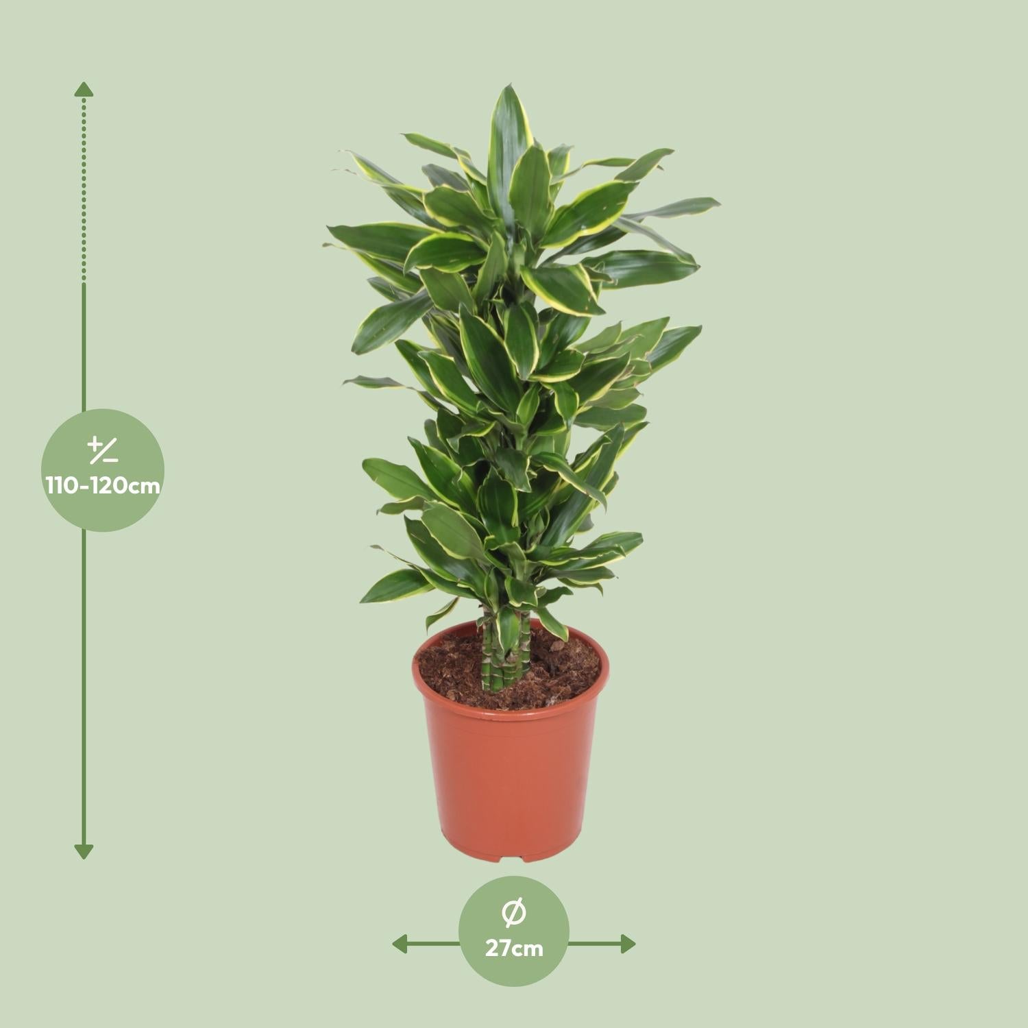 Dracaena Costa Dorata - Ø27cm - ↕110cm
