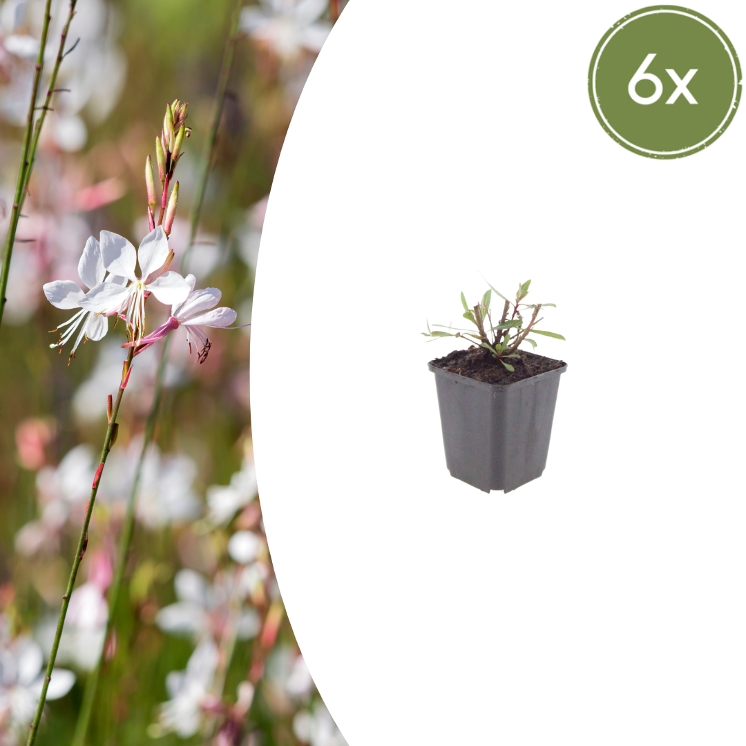 6x Gaura l. 'Whirling Butterflies' - ↕10-25cm - Ø9cm