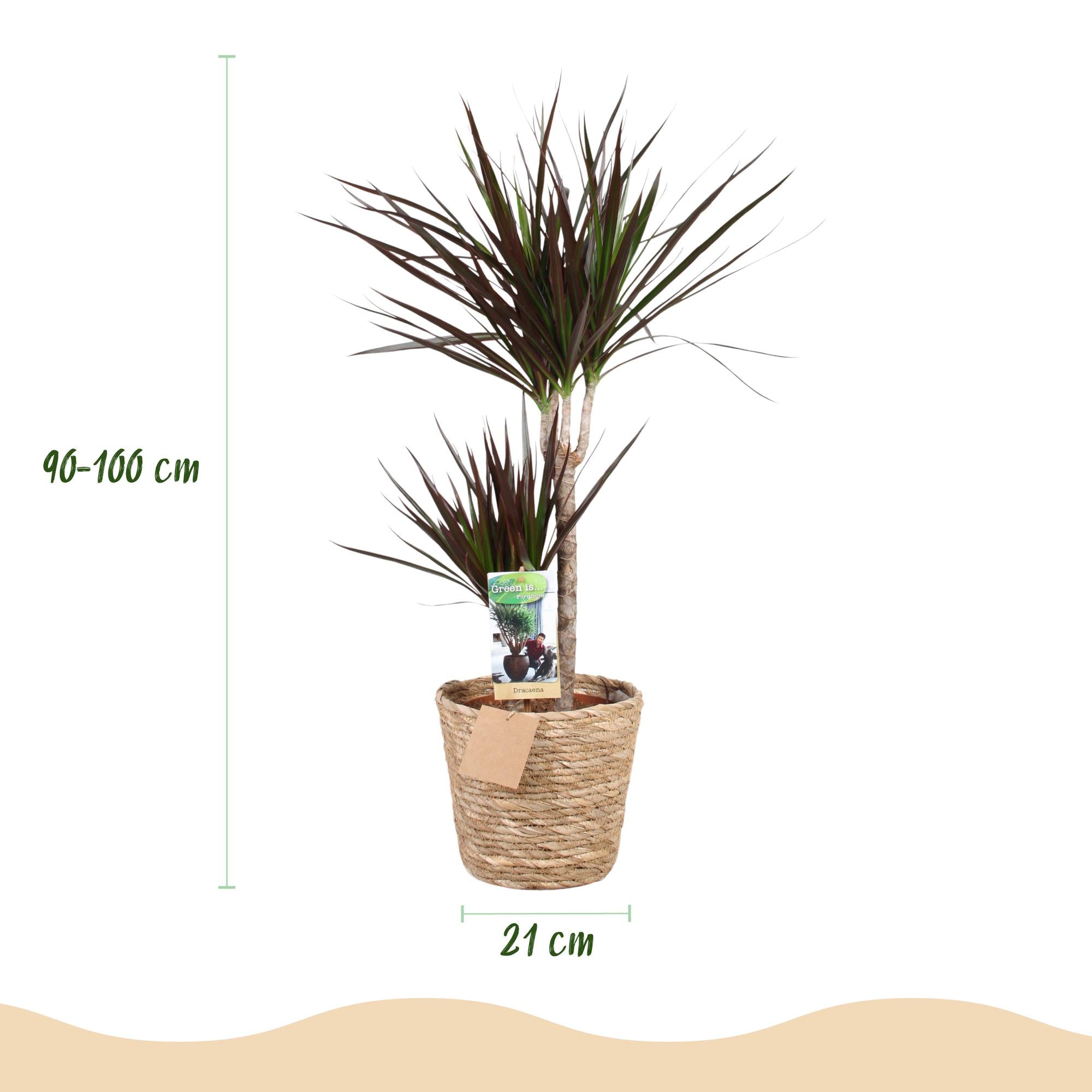 Dracaena Magenta - Drakenbloedboom - Weinig onderhoud - met mand - Groen - 1 Plant - Pot 21cm - Hoogte 90-100cm
