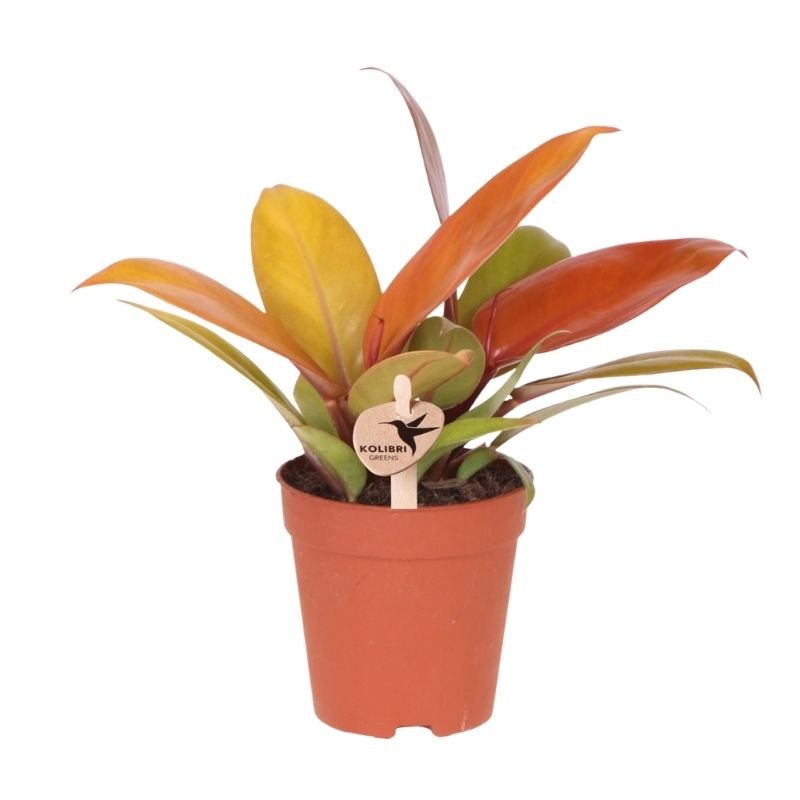 Kolibri Greens | Philodendron Ruby Red - Ø9cm