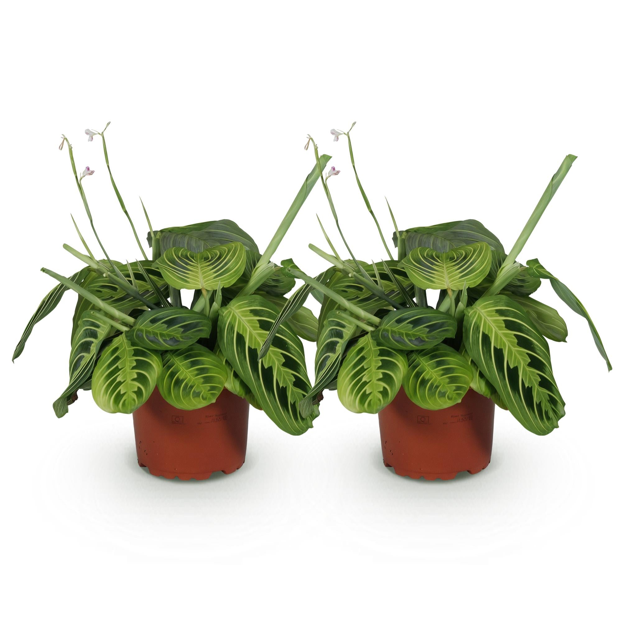 Maranta Fascinator Lemon Lime - Gebedsplant - Huisdiervriendelijk - Groen - 2 Planten - Pot 12cm - Hoogte 30-35cm