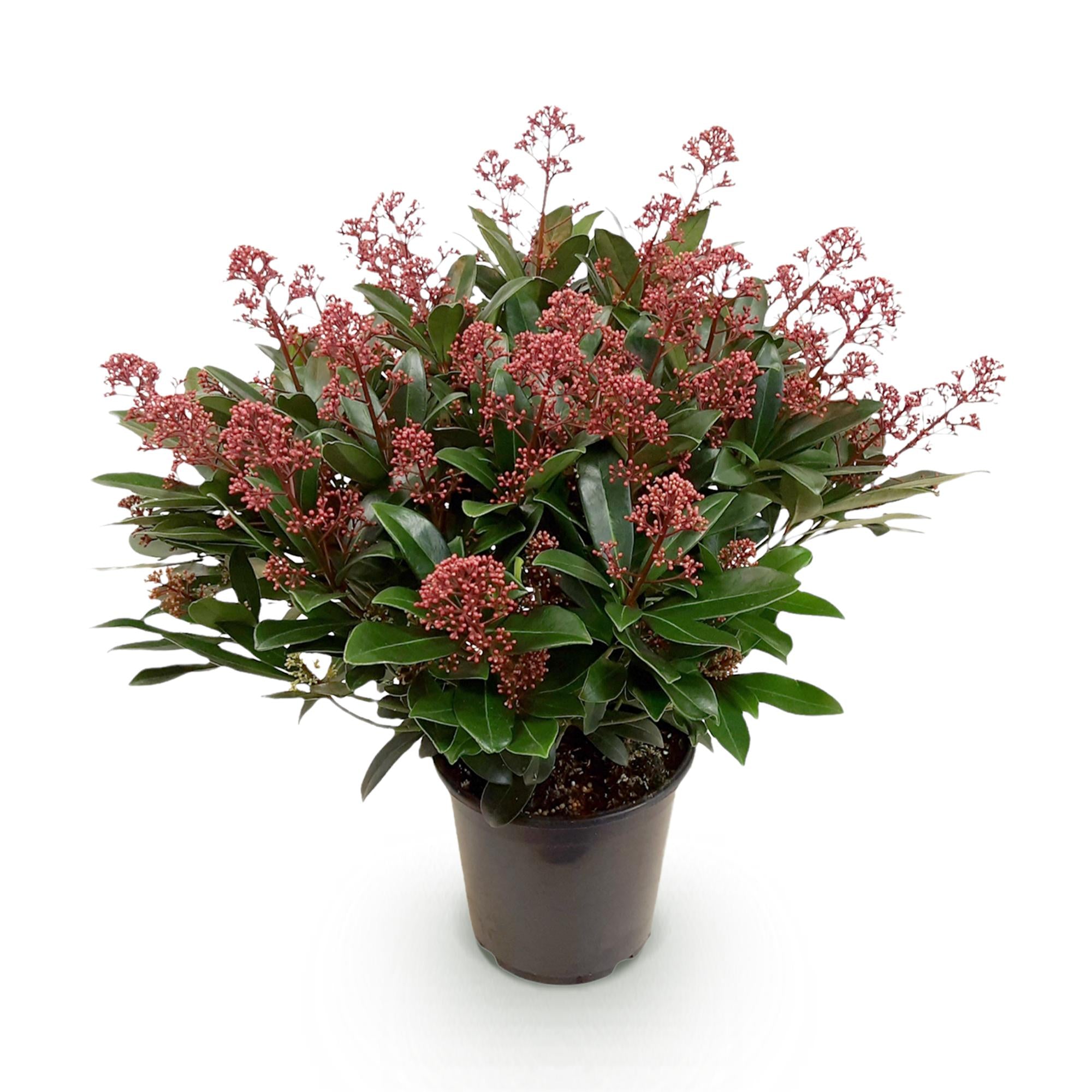 Skimmia japonica Rubella - Bloem Rood - 40+ Bloemen - 1 Plant - Winterhard - Pot 19cm Hoogte 60cm
