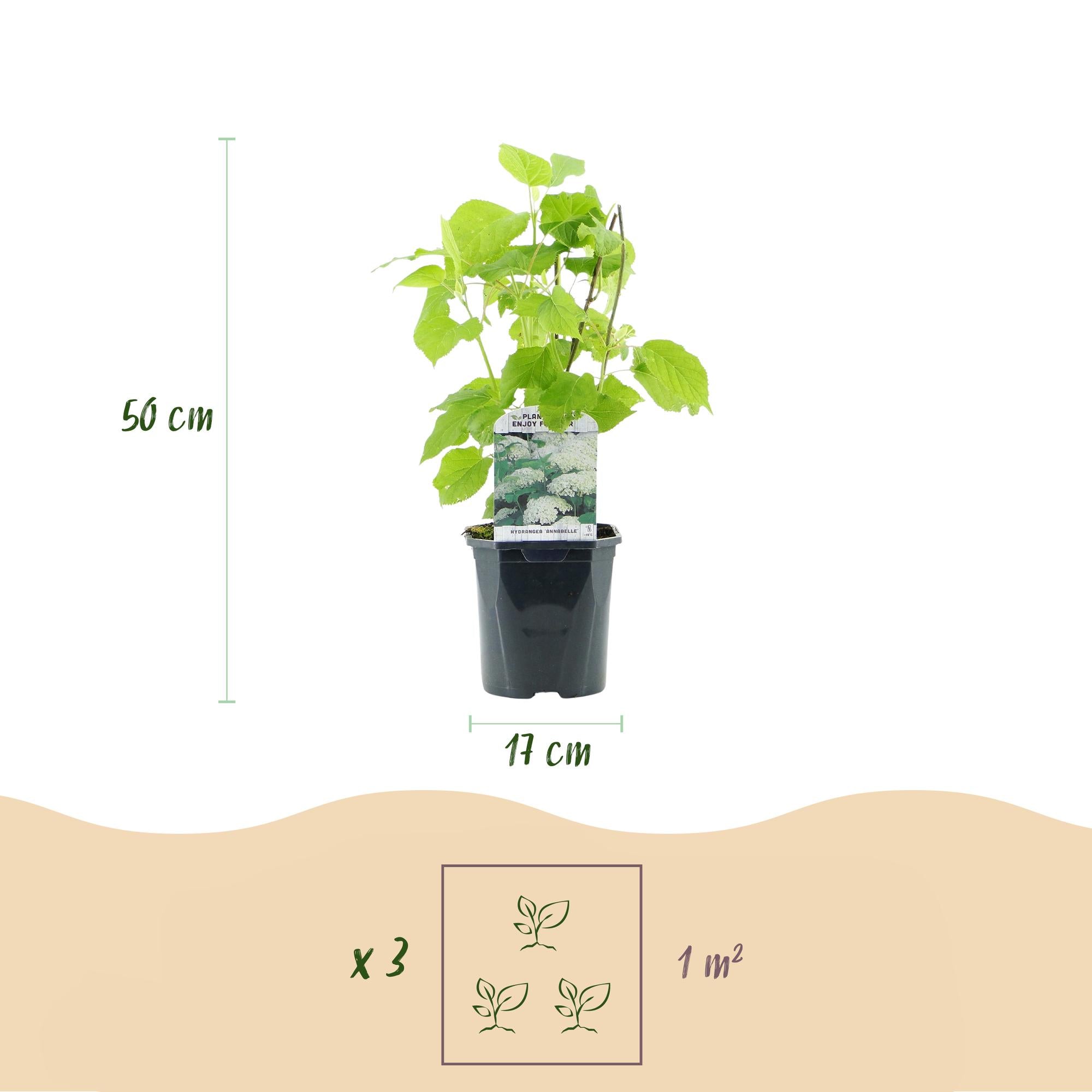 Green boutiQ – Federhortensie (Hydrangea arborescens 'Annabelle') – Weiße Blüten – 3 Pflanzen – 1 m² – Laubabwerfend – Große Blüten – Topf: 17 cm, Höhe: 50 cm