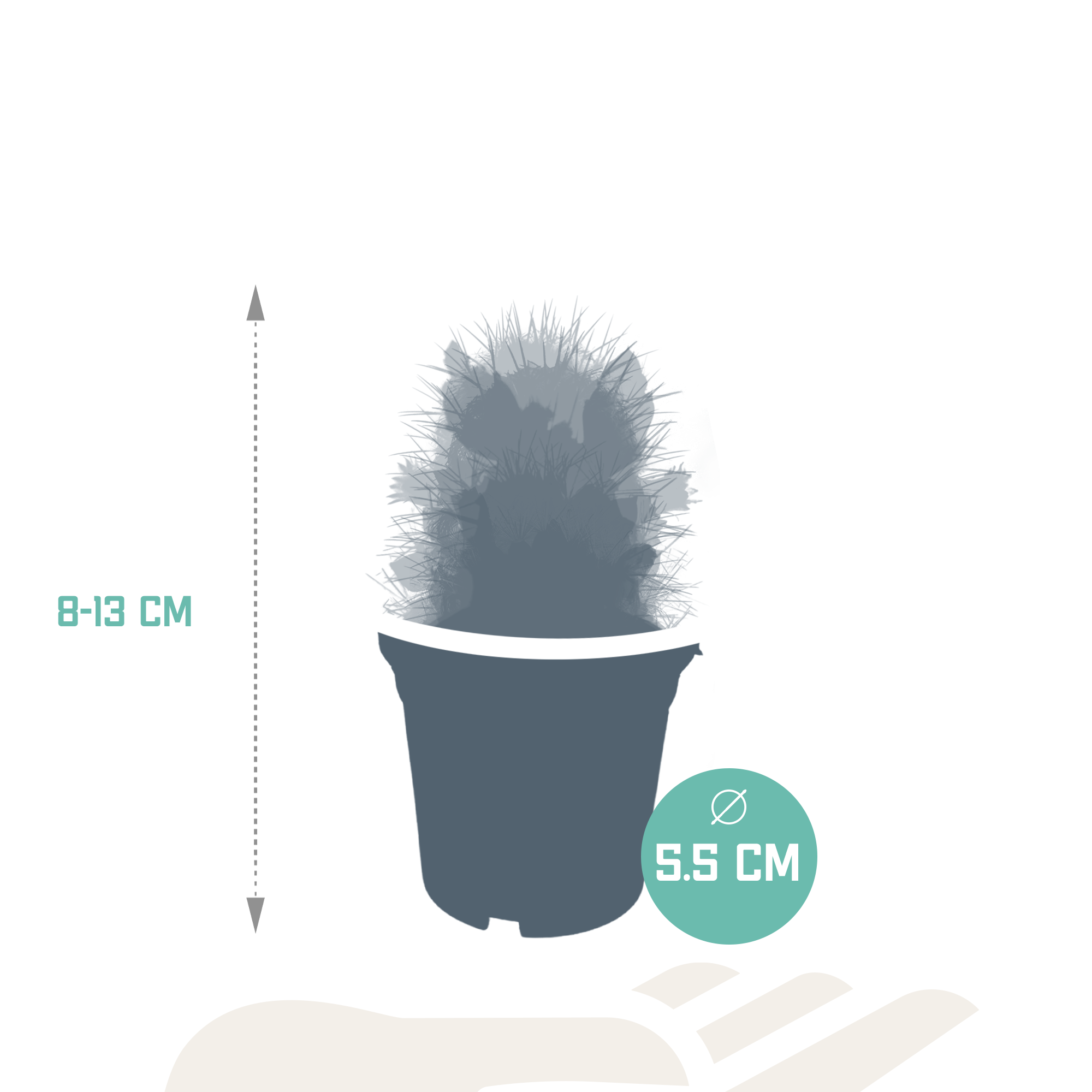 Mélange pour cactus 5,5 cm - floraison sans pot - 5x