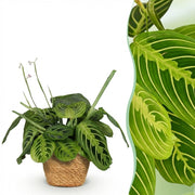 Maranta Fascinator Lemon Lime - Gebedsplant - met Mand - Pot 12cm - Hoogte 25cm