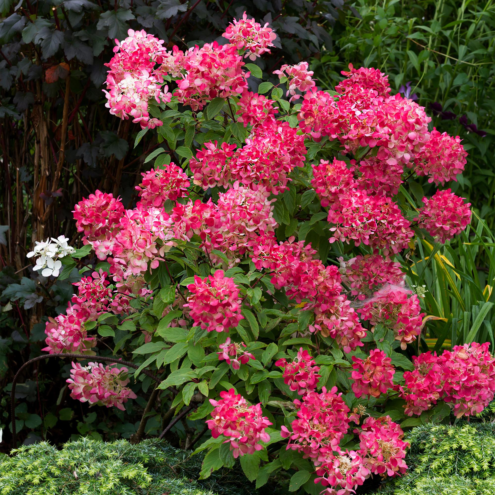 Green boutiQ – Federhortensie (Hydrangea panniculata 'Pink Diamond') – Blütenfarbe: Weiß-Rosa – 3 Pflanzen – 1 m² – Laubabwerfend – Große Blüten – Topf: 17 cm, Höhe: 50 cm