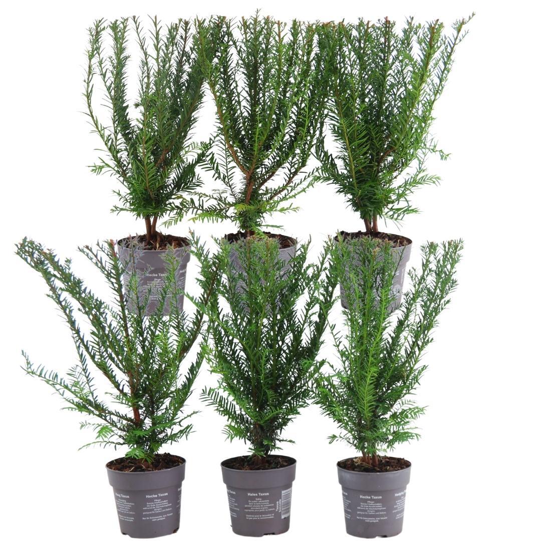 Plants By Frank - 1 meter Yew Hedge - Taxus baccata - Set of 6 winter-hardy hedge plants - Evergreen hedge - Freshly delivered from the nursery