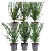 Plants By Frank - 1 meter Yew Hedge - Taxus baccata - Set of 6 winter-hardy hedge plants - Evergreen hedge - Freshly delivered from the nursery