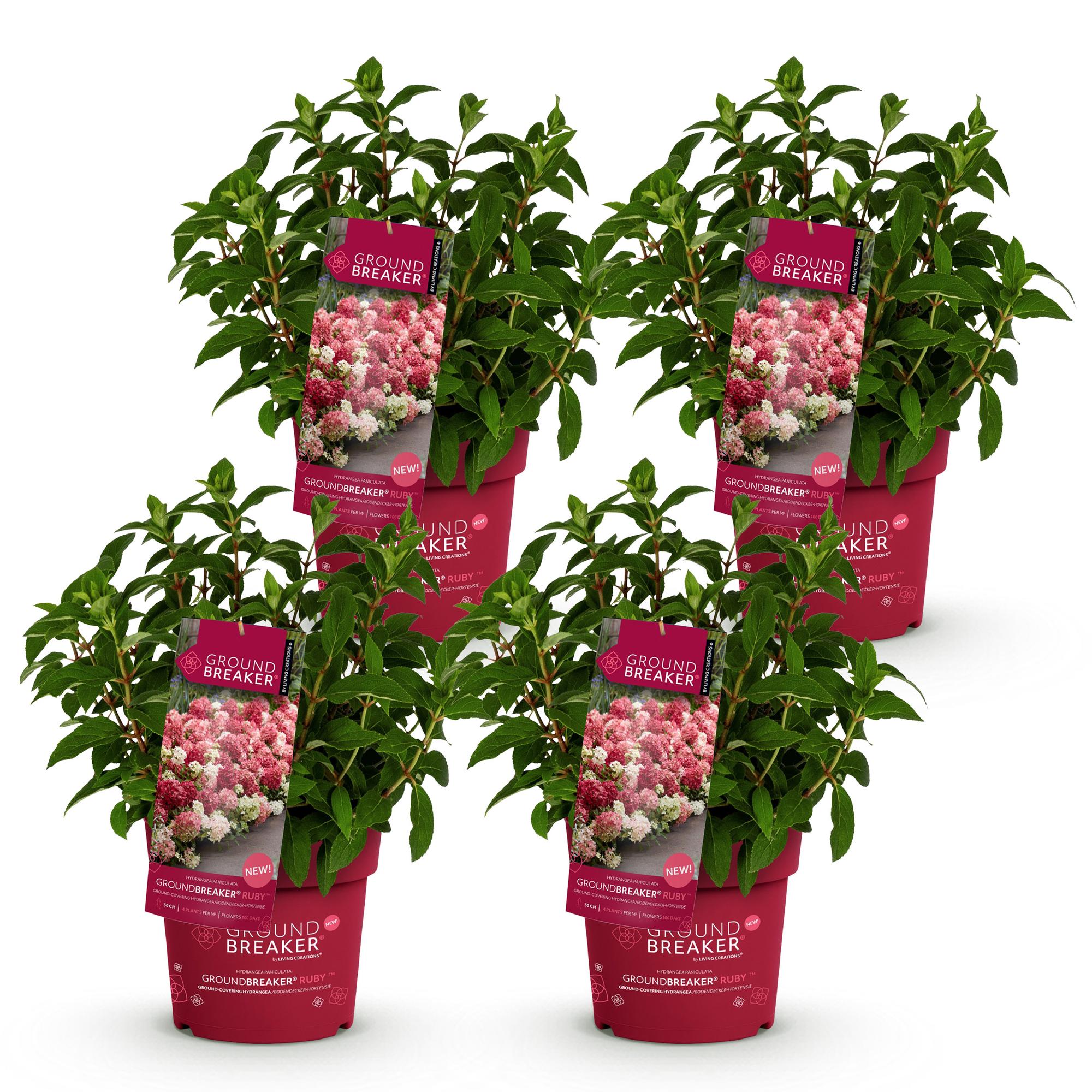 Hydrangea panniculata Groundbreaker Ruby - Pluimhortensia - Winterhard - Rood - 4 Planten - Pot 14cm -Hoogte 20-25cm